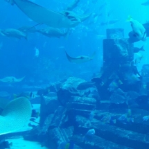 Levant-presenta-le-nuove-collezioni-Pesavento-Hotel-Atlantis