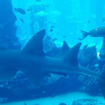 Levant-presenta-le-nuove-collezioni-Pesavento-Hotel-Atlantis